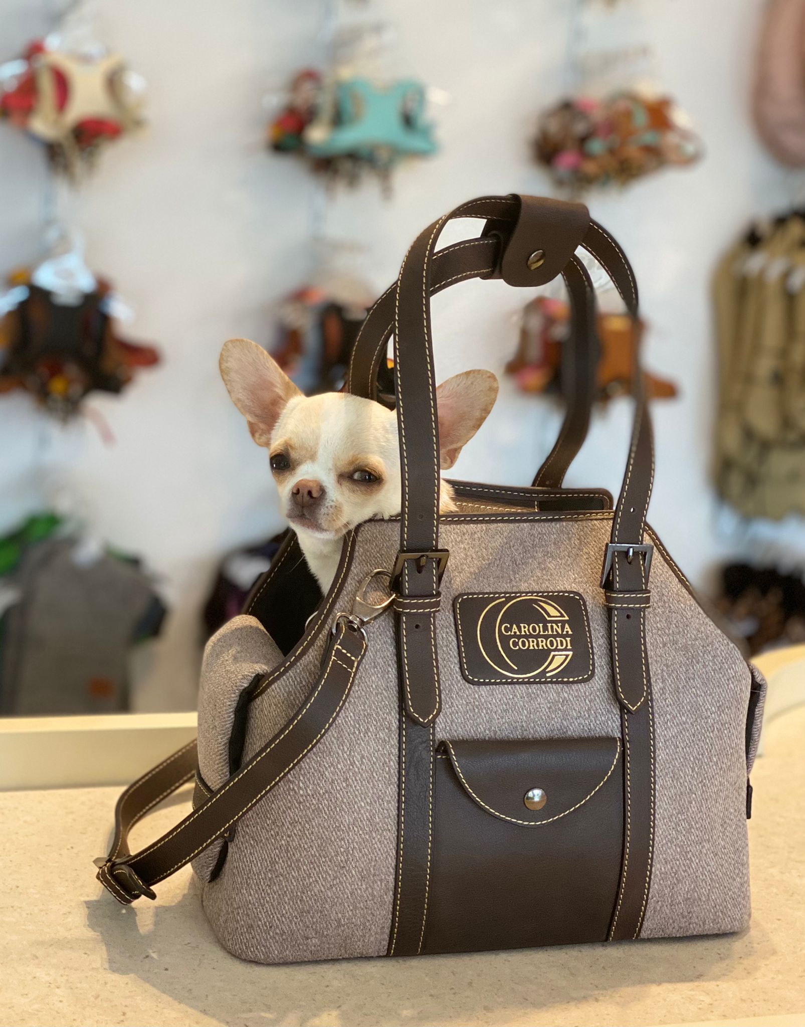 hundetragetasche chihauha