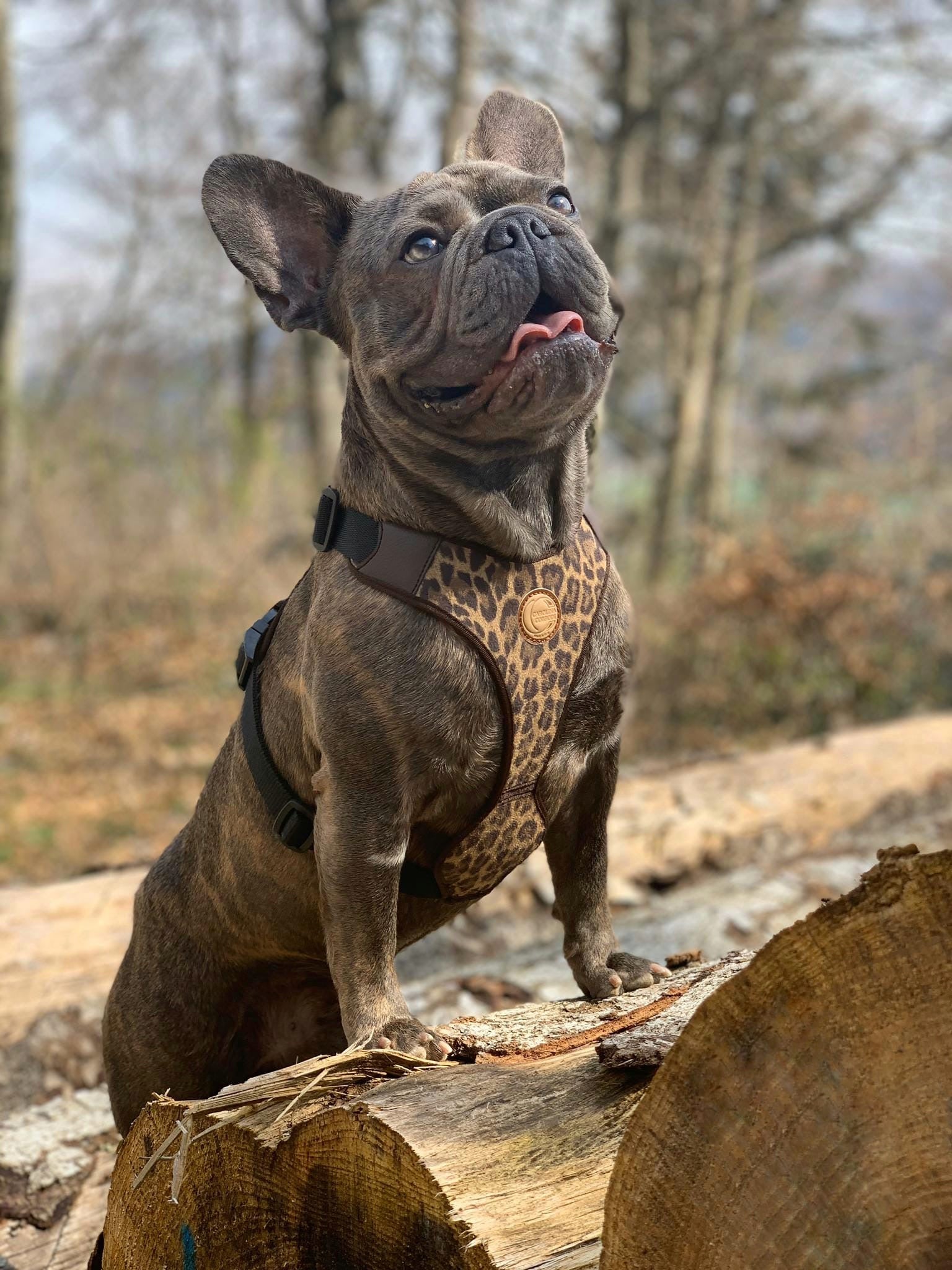 Hundegeschirr