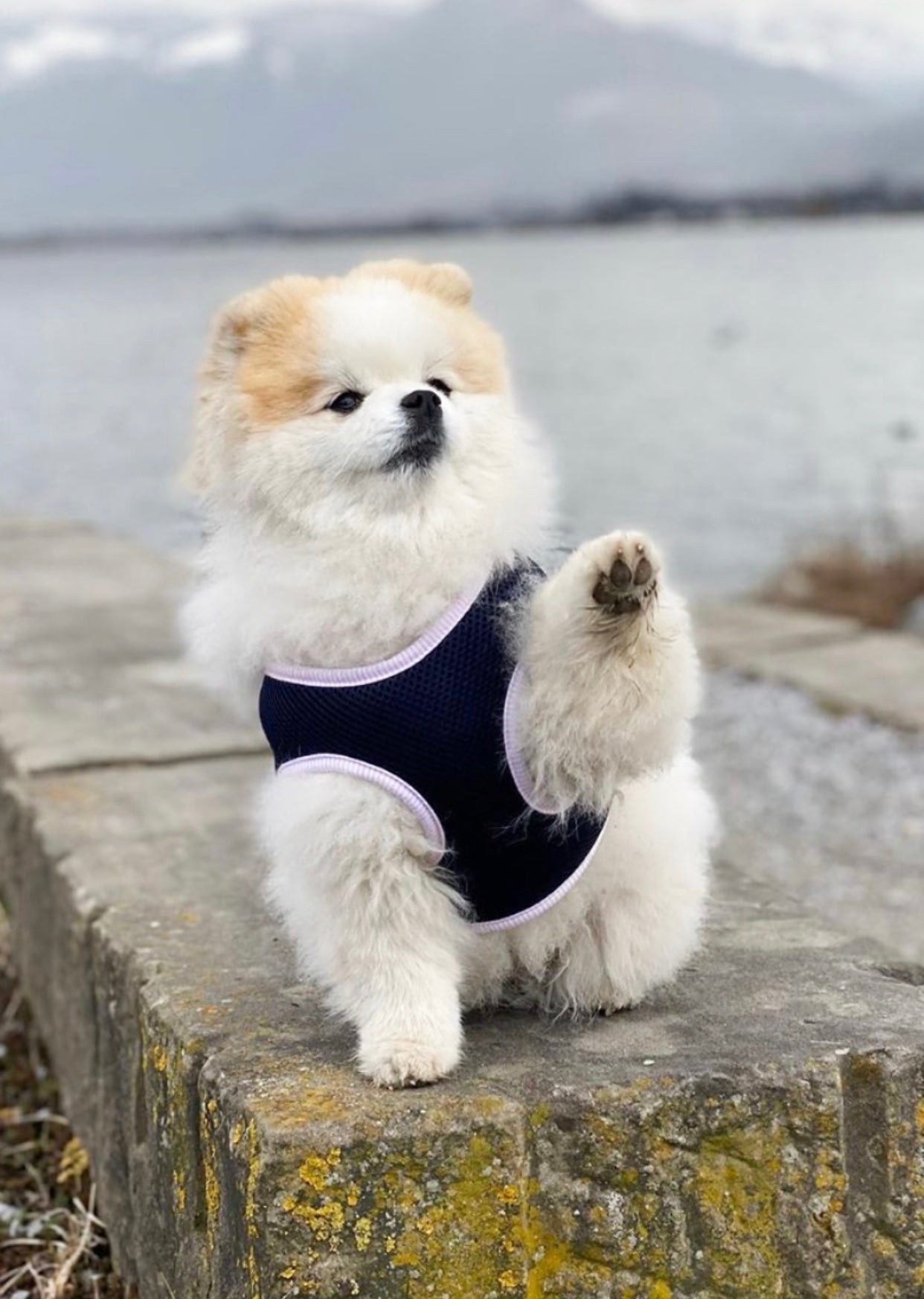 Hundegeschirr