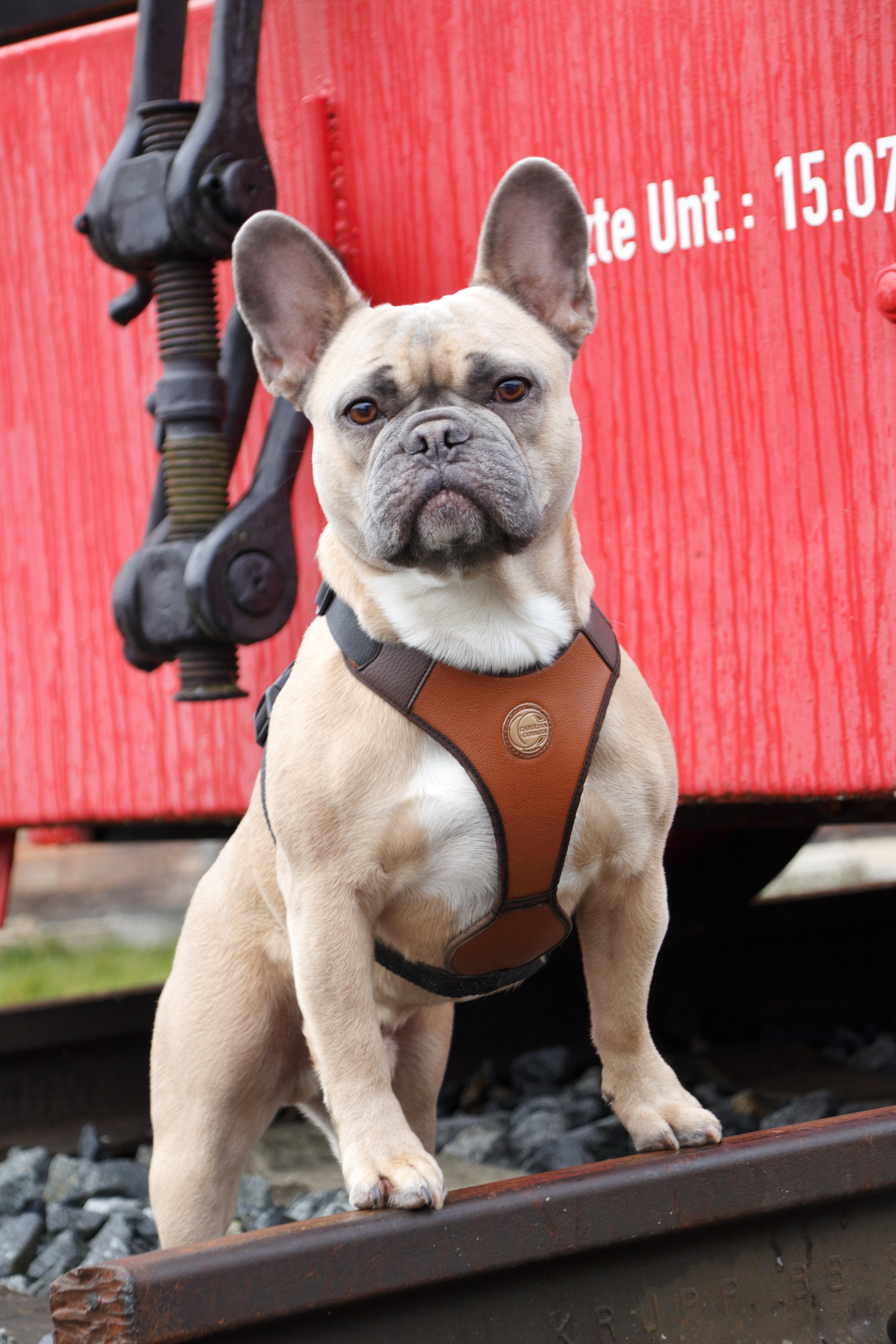Hundegeschirr Fenchie