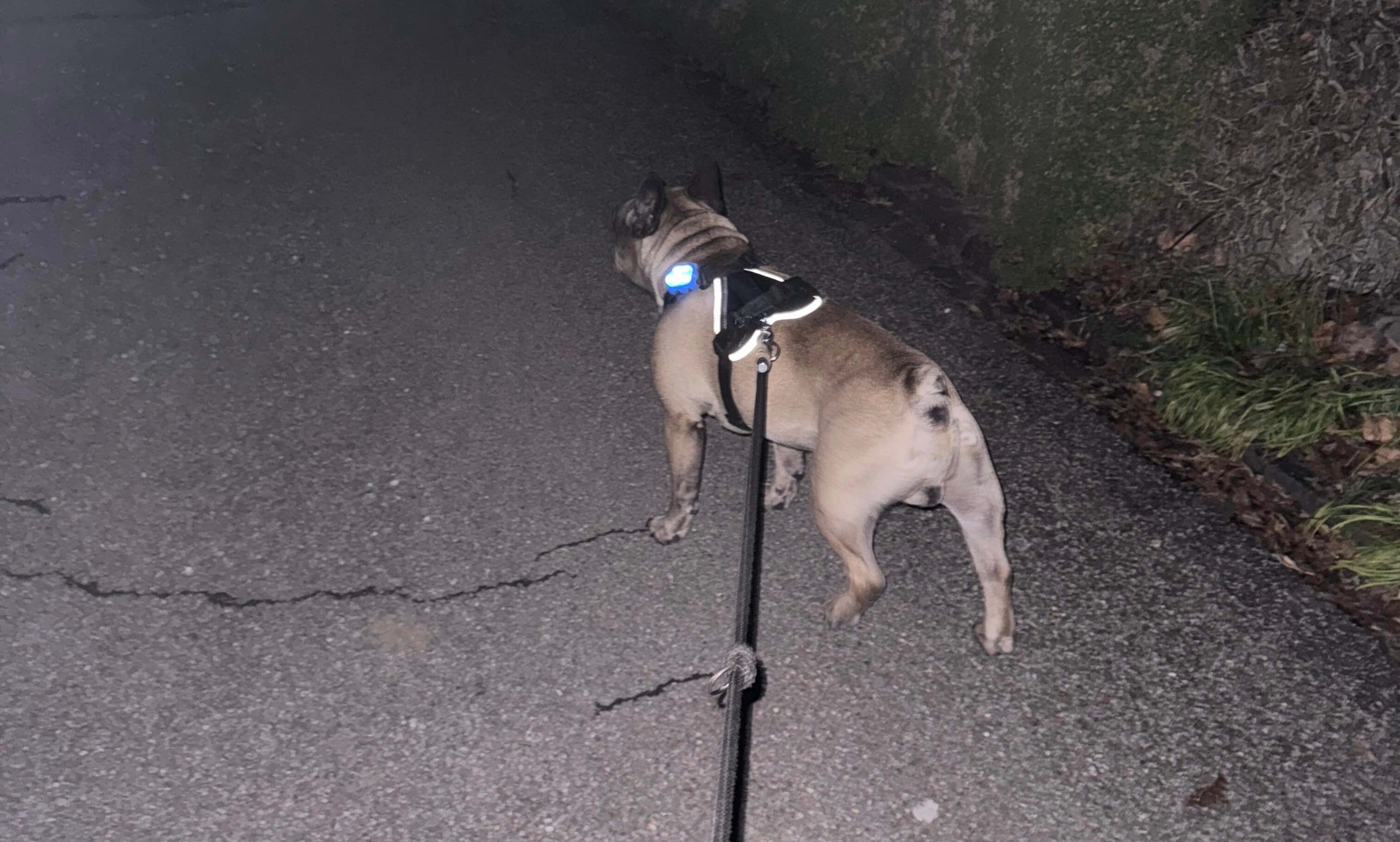 Französische Bulldogge mit reflektierendem Hundegeschirr und LED Anhänger