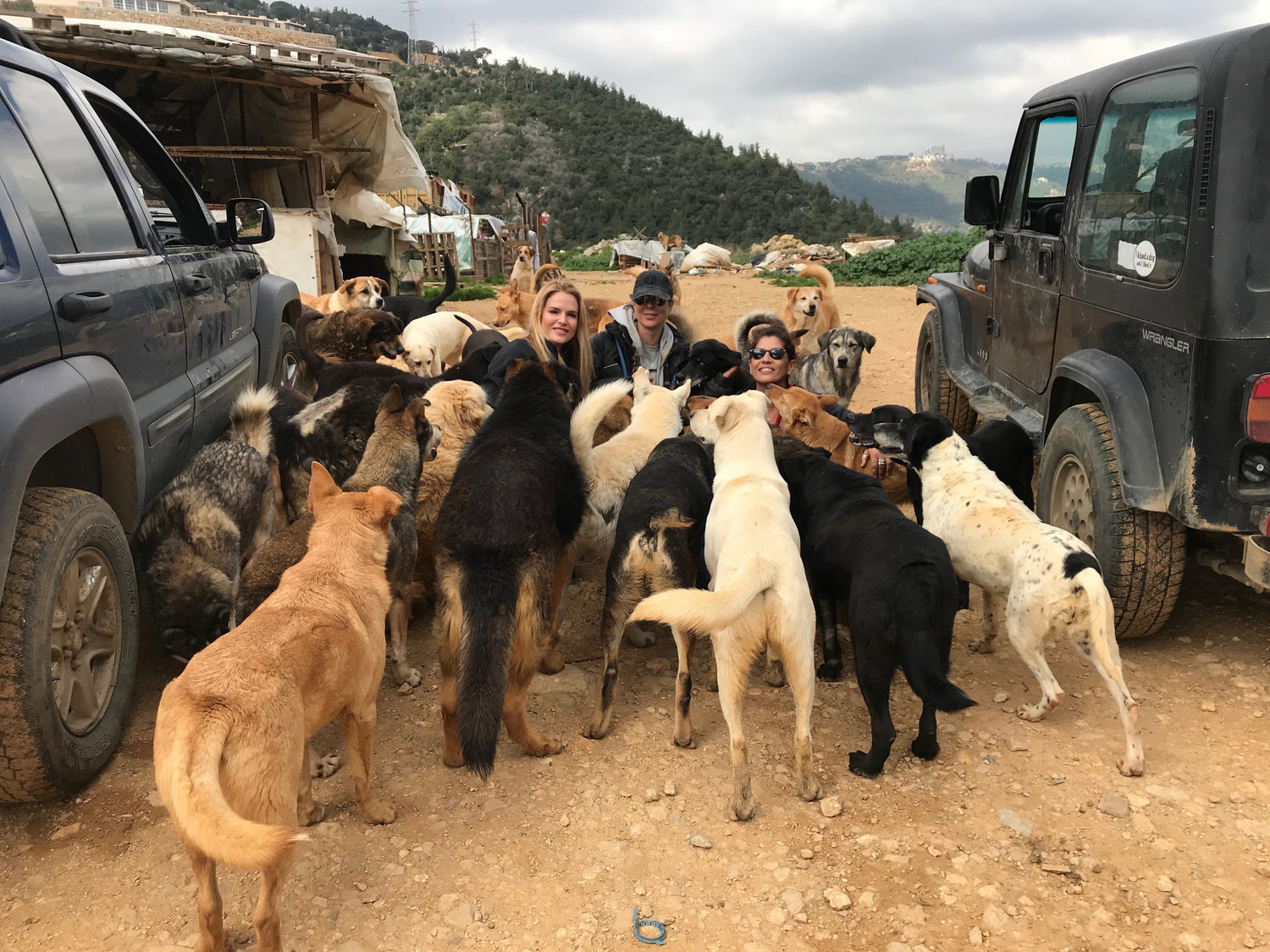 Nina Asseily im Libanon – ein Verein für Tierschutz