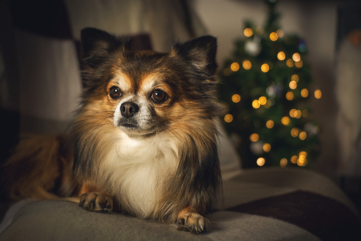 Hund unter dem Weihnachtsbaum