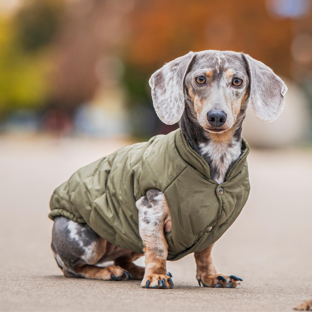 dackel trägt hundemantel