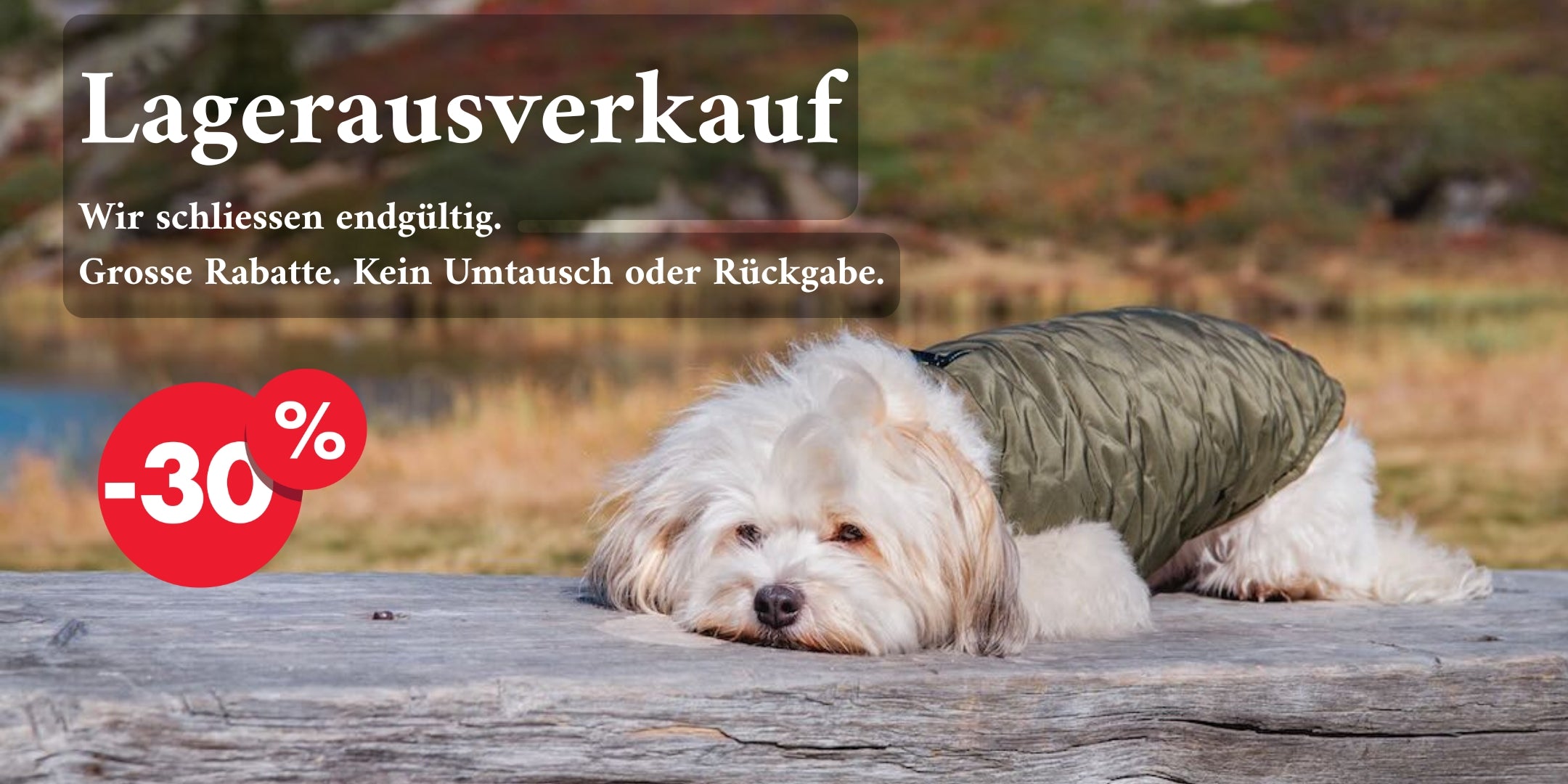 Weisser Havanesermit dunkelgrünem Hundemantel liegt auf der Bank
