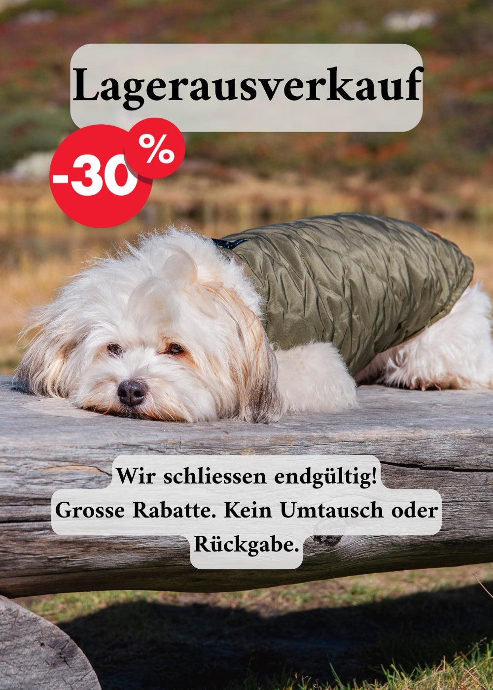 Weisser Havanesermit dunkelgrünem Hundemantel liegt auf der Bank