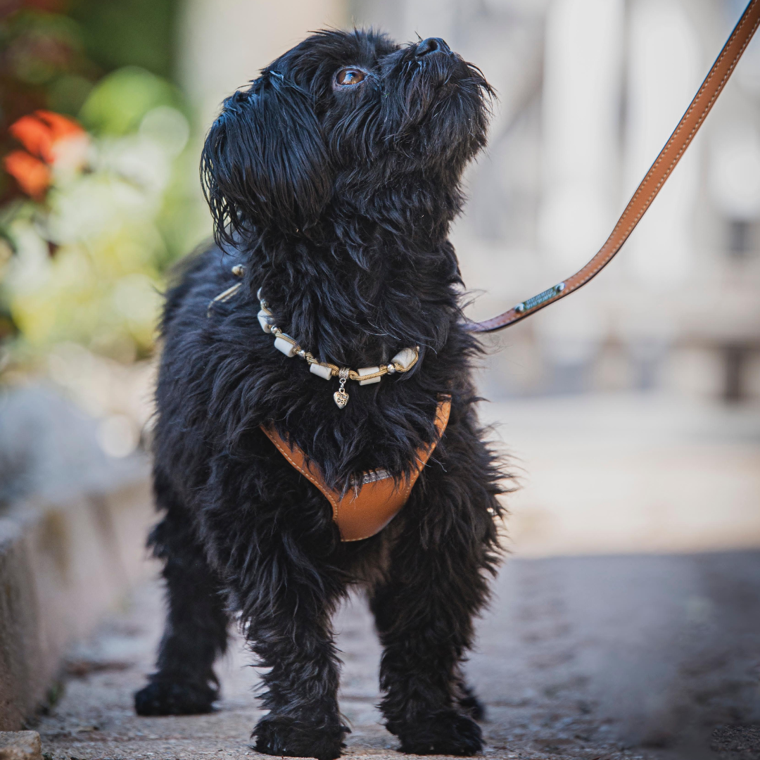 Schwarzer Bolonka mit Apfelleder Hundegeschirr und beigem Zeckenhalsband