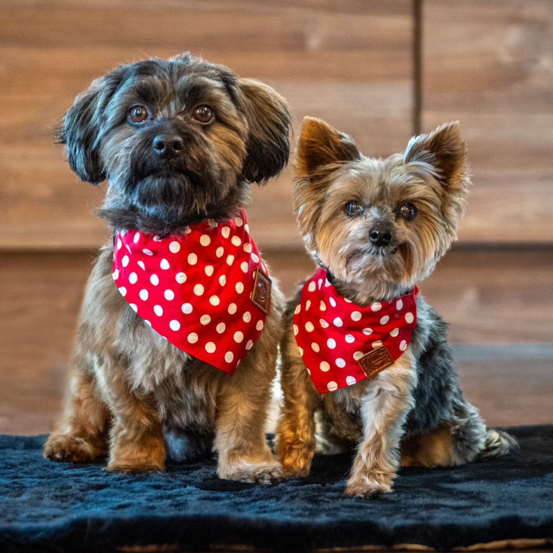 Bolonka &amp; Yorkie mitHundehalstuch rot mit weissen Punkten