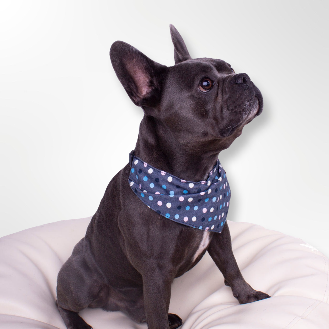 Hope Bandana (serves as a collar; attach the dog leash directly to the bandana)