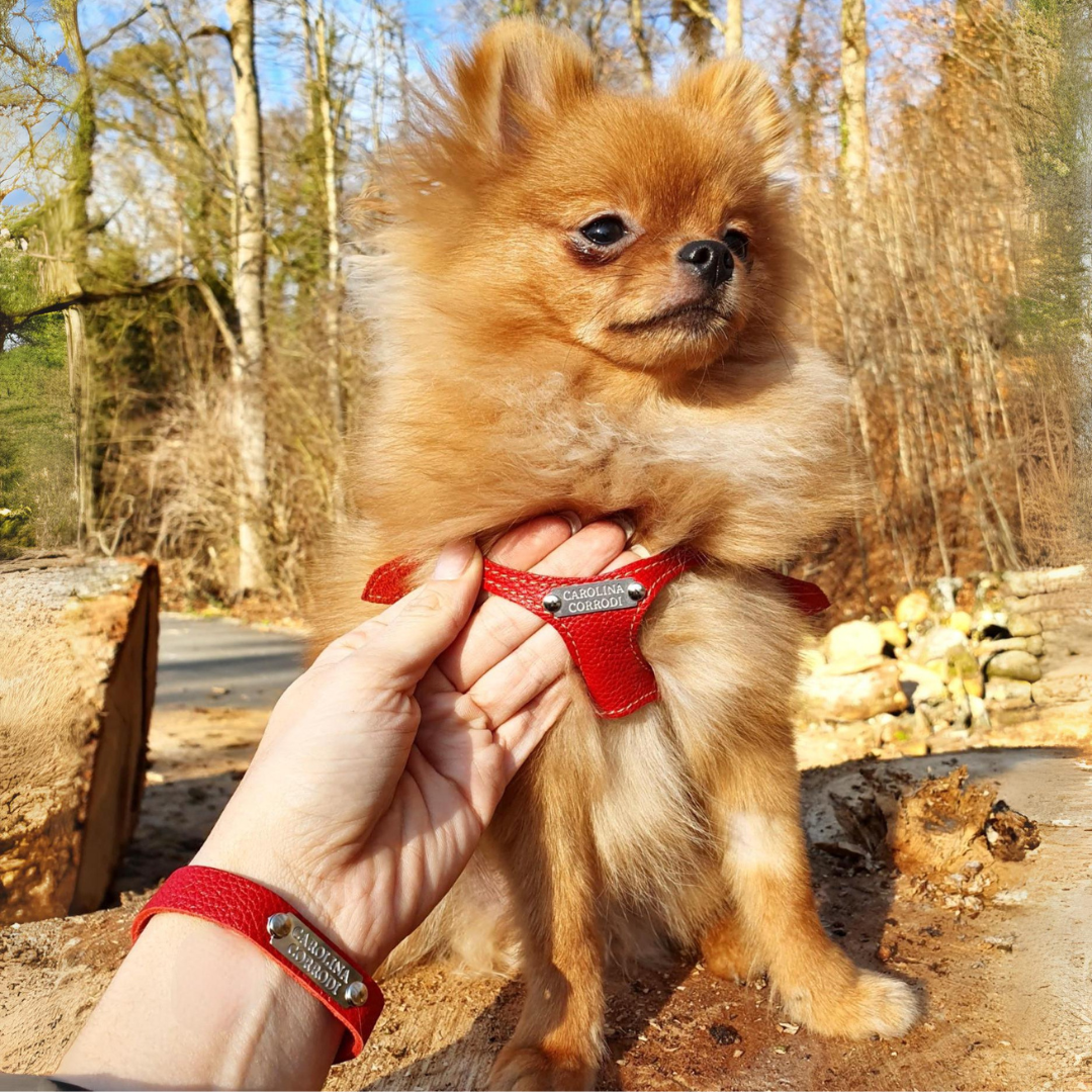 Pomeranian mit rotem Hundegeschirr und Arm mit pasendem Armband