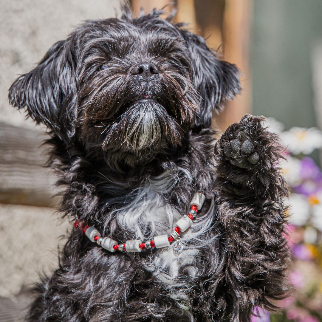 Kleiner Hund hebt die Pfote mit rotem EM-Zeckenhalsband an