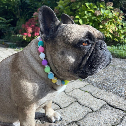 Französische Bulldogge mit Leuchtperlen Halsband