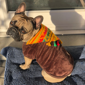 Franzoesische Bulldogge mit Hundepullover in braun an