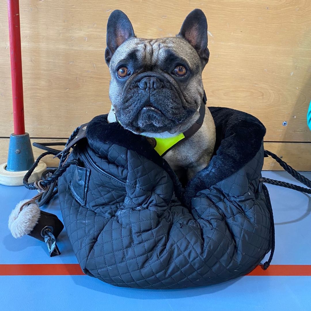 frenchie sitzt in der schwarzen hundetasche