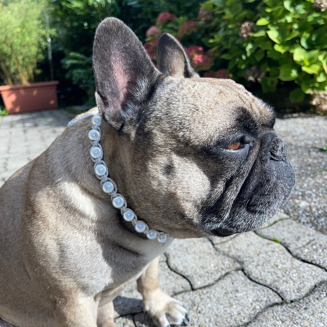 Französische Bulldogge mit Kette mit reflektionsperlen