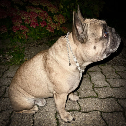 Französische Bulldogge mit reflektierendem EM-Zeckenhalsband