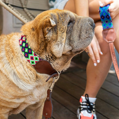 Hunde mit Caracas Halsband und Leine in der Hand einer Frau