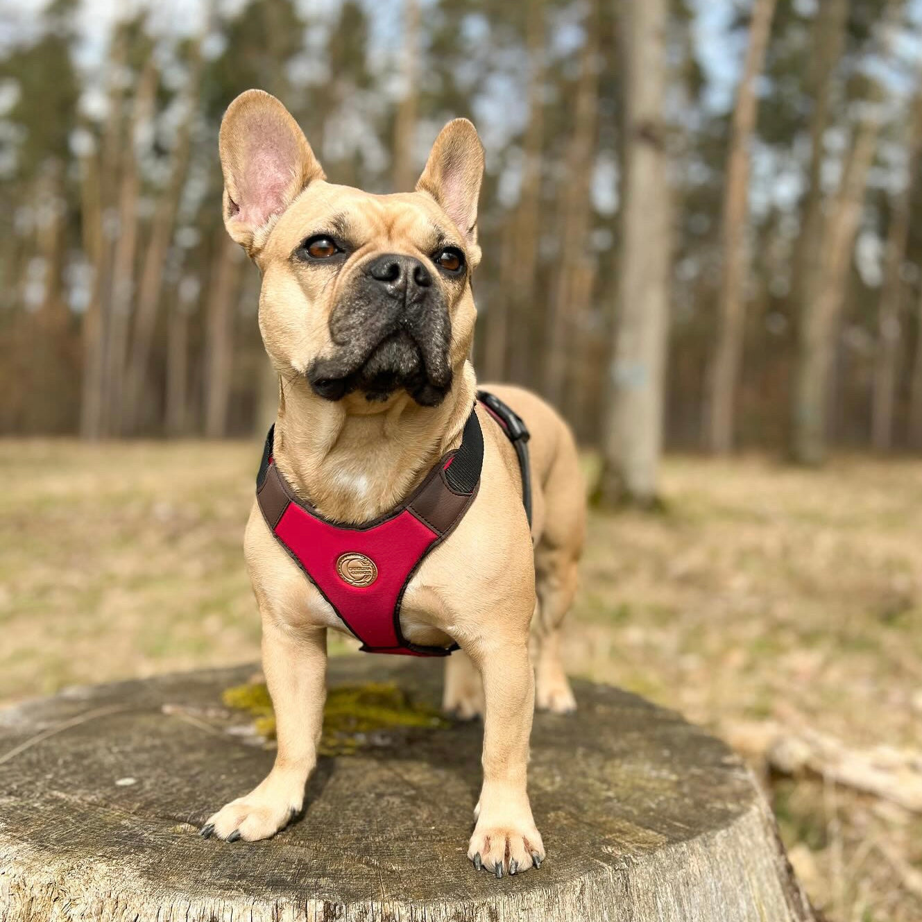 Französische Bulldogge mit rotem Hundegeschirr