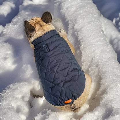Hundemantel-Französische-Bulldogge-Rückenansicht