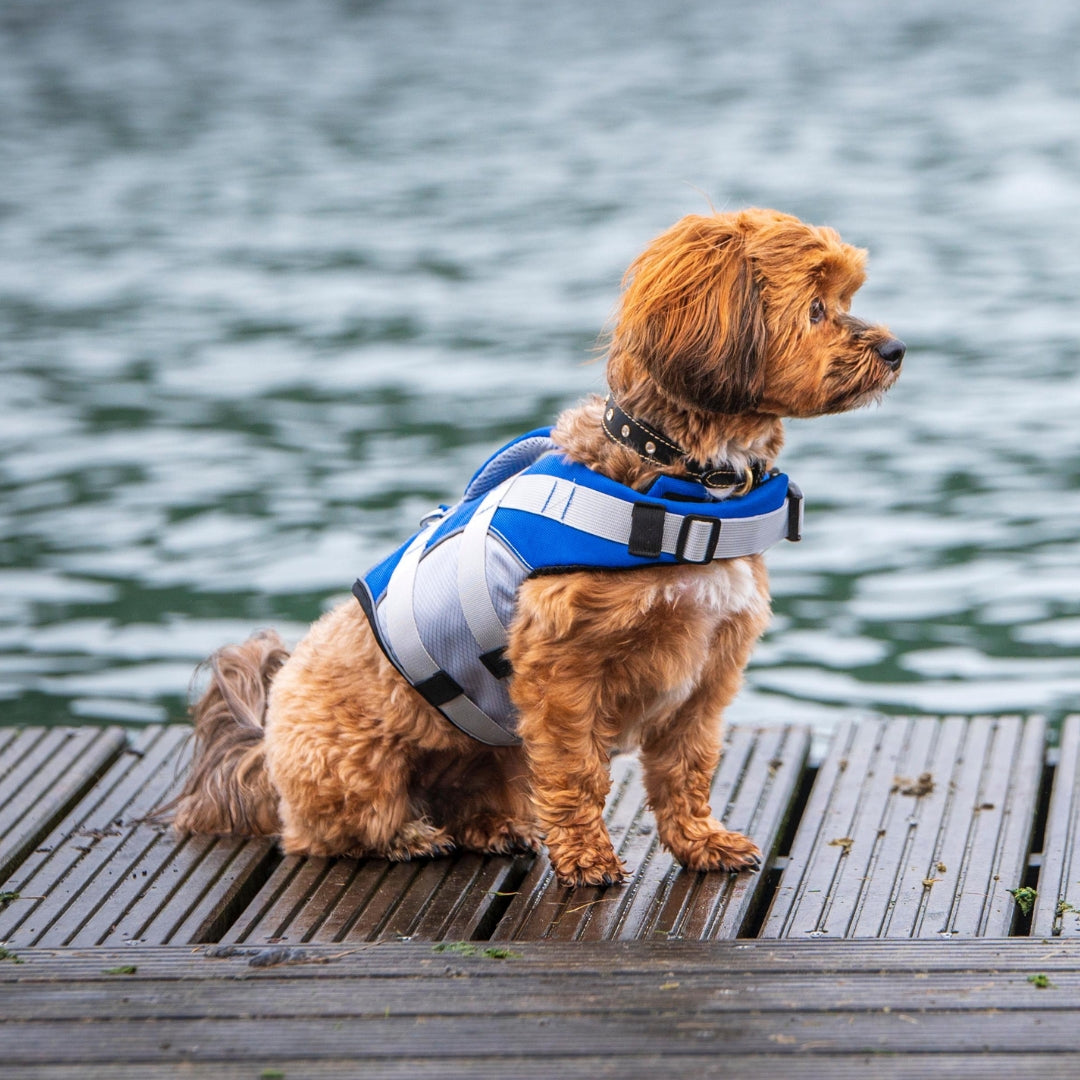 Bolonka mit blauer Schwimmweste Grösse M