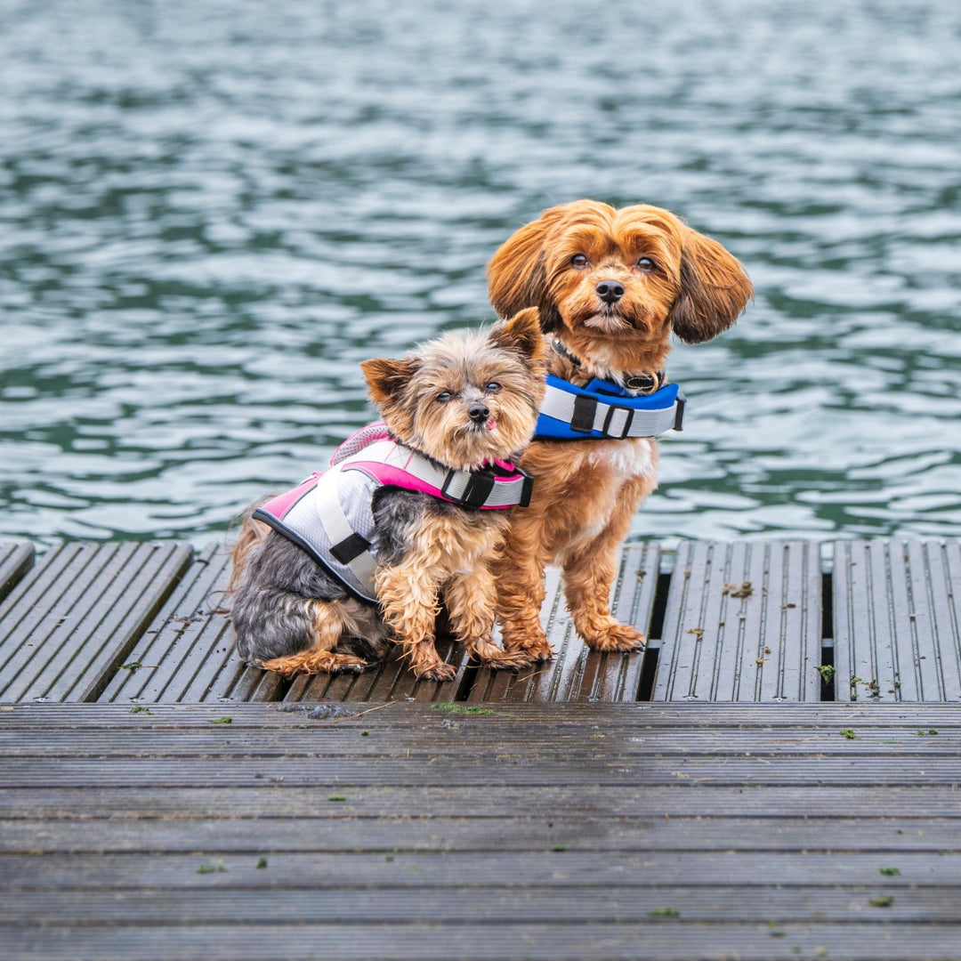 Yorkie mit rosa Schwimmweste und Bolonka hinten mit blauer Hundeschwimmweste