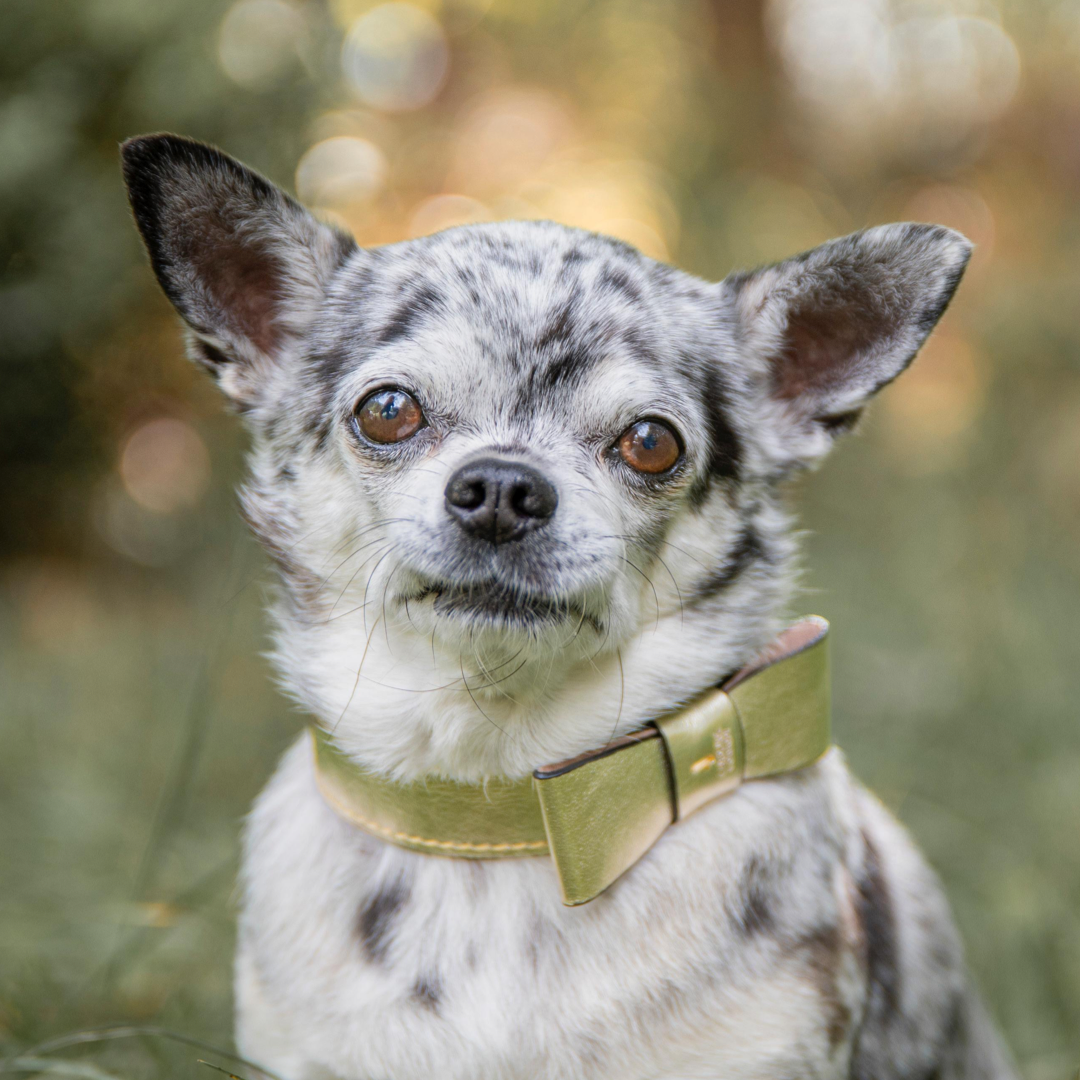Chihuahua trägt Hundehalsband Gold Schelfe 