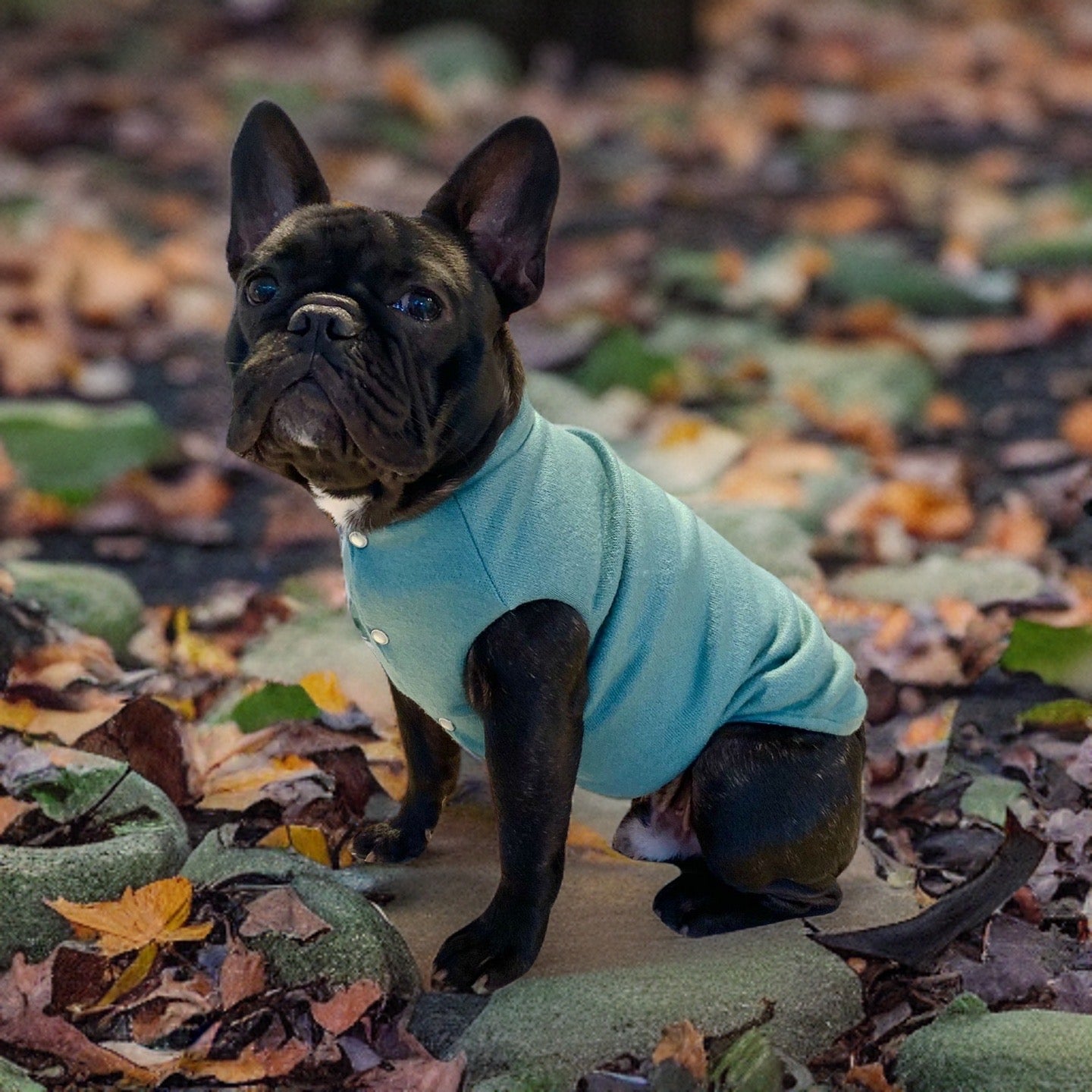Dog sweater Preston
