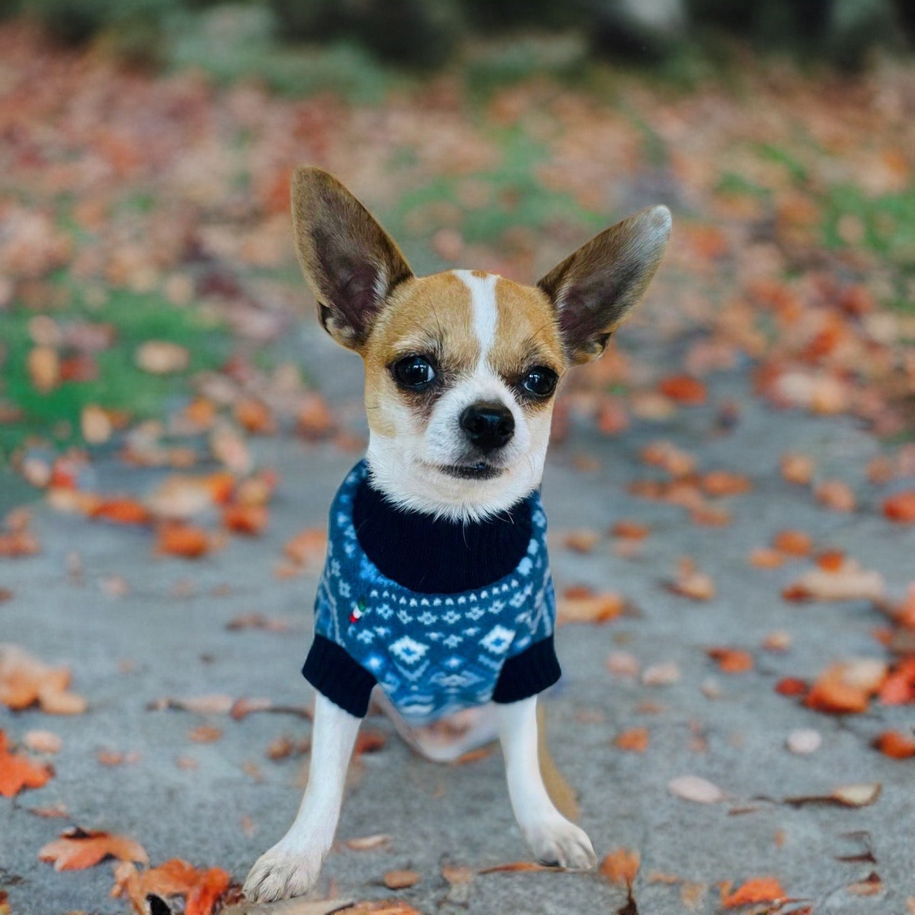 Polo dog sale sweater