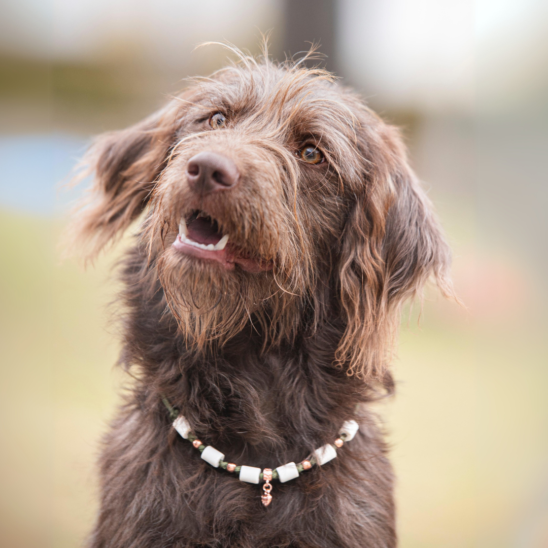 labradoodle trägt grünes zeckenhalsband
