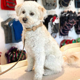 Weisser Hund mit beigem Hundhalsband aus Leder