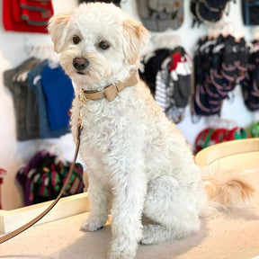 Weisser Hund mit beigem Hundhalsband aus Leder