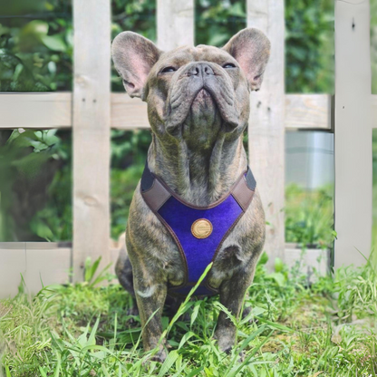 frenchie trägt blaues hundegeschirr