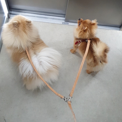 Doppelleine für kleine Hunde mit zwei Zwergspitz