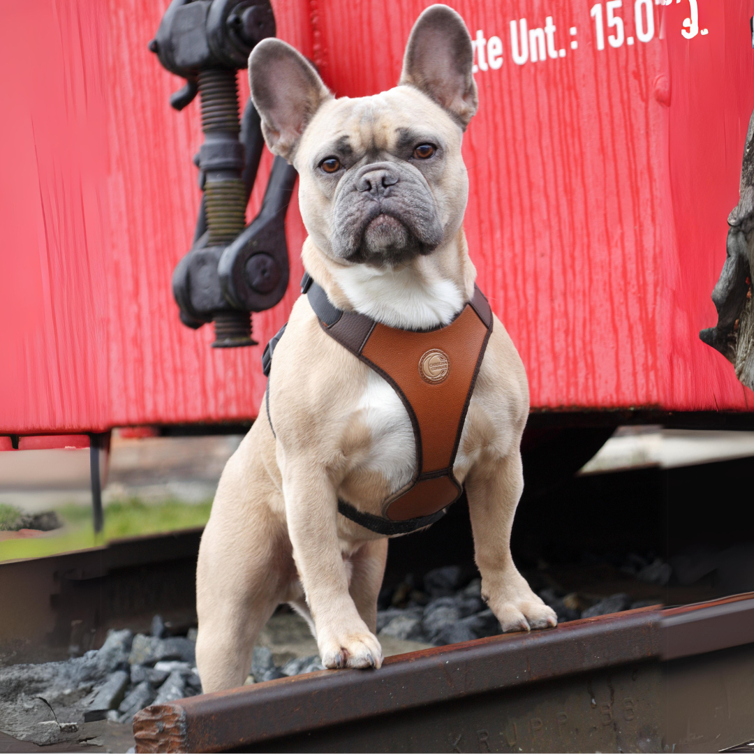 frenchie trägt braunes gepolstertes hundegeschirr carolina corrodi