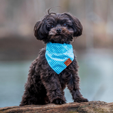 kleiner hund trägt hundebandana