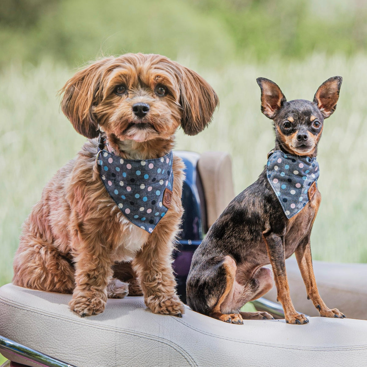 bolonka und pradler tragen hundebandanas