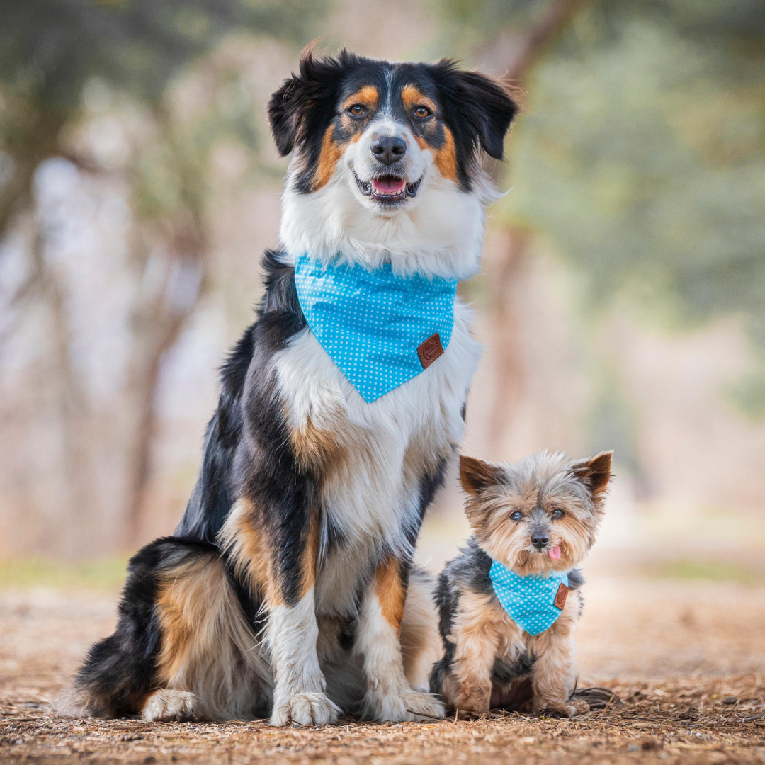 hunde tragen hellblaues hundebandana