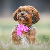 bolonka trägt pinkes hundehalstuch