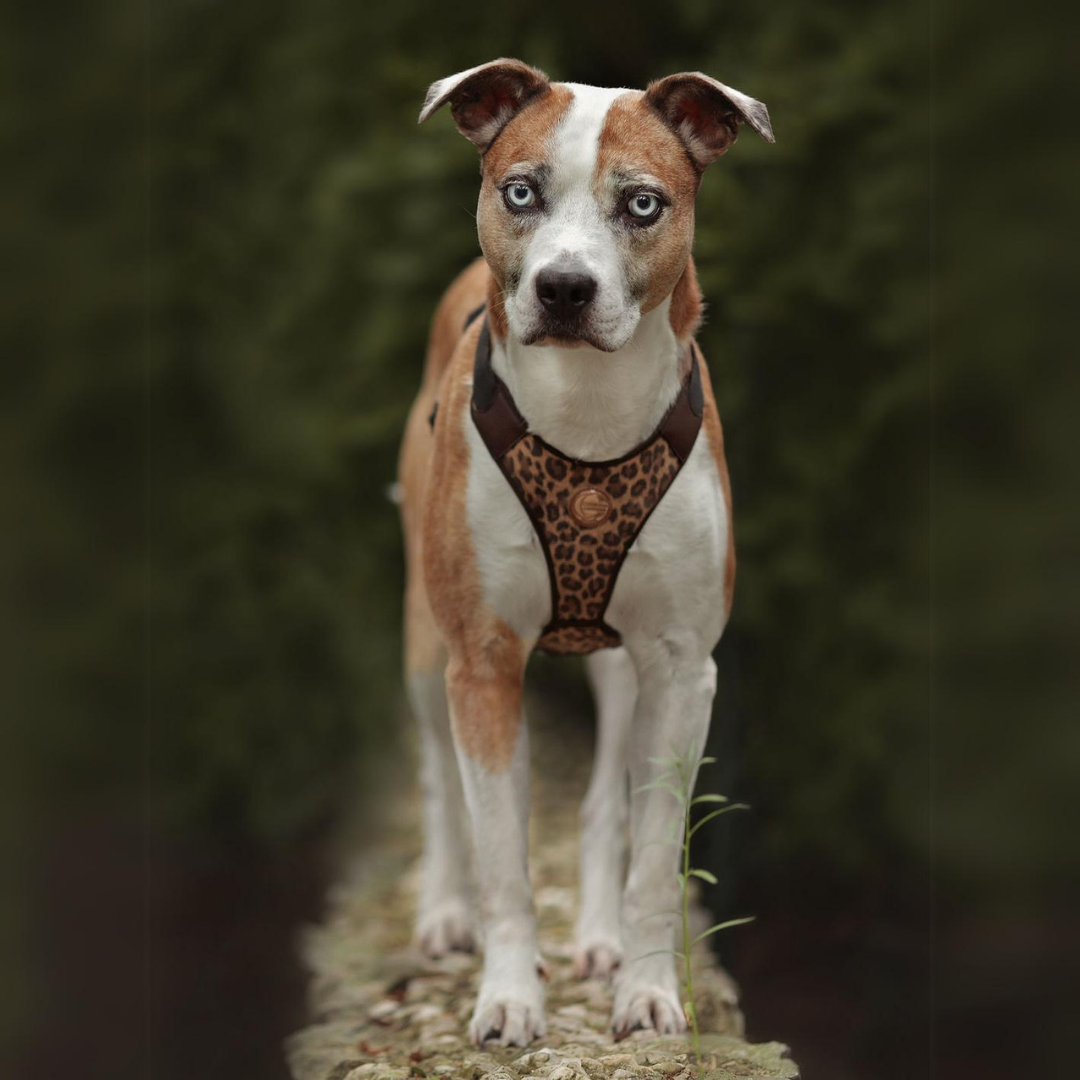 Pitbull cross online bull arab