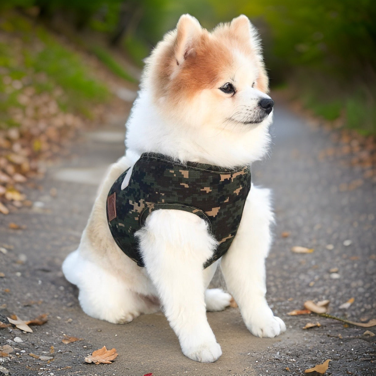 zwergspitz trägt hundegeschirr in camouflage