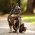 hundegeschirr fuer frenchie