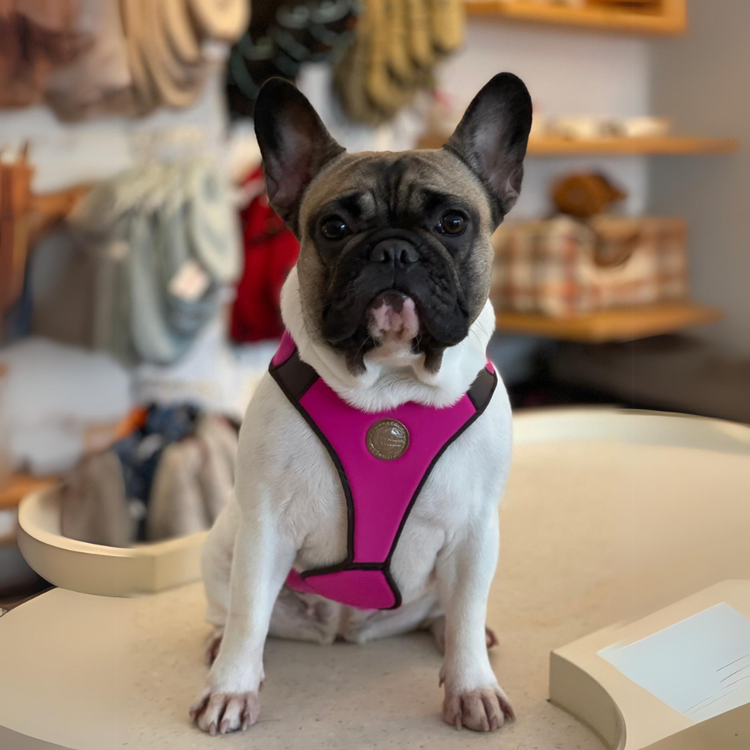 frenchie trägt rosa hundegeschirr