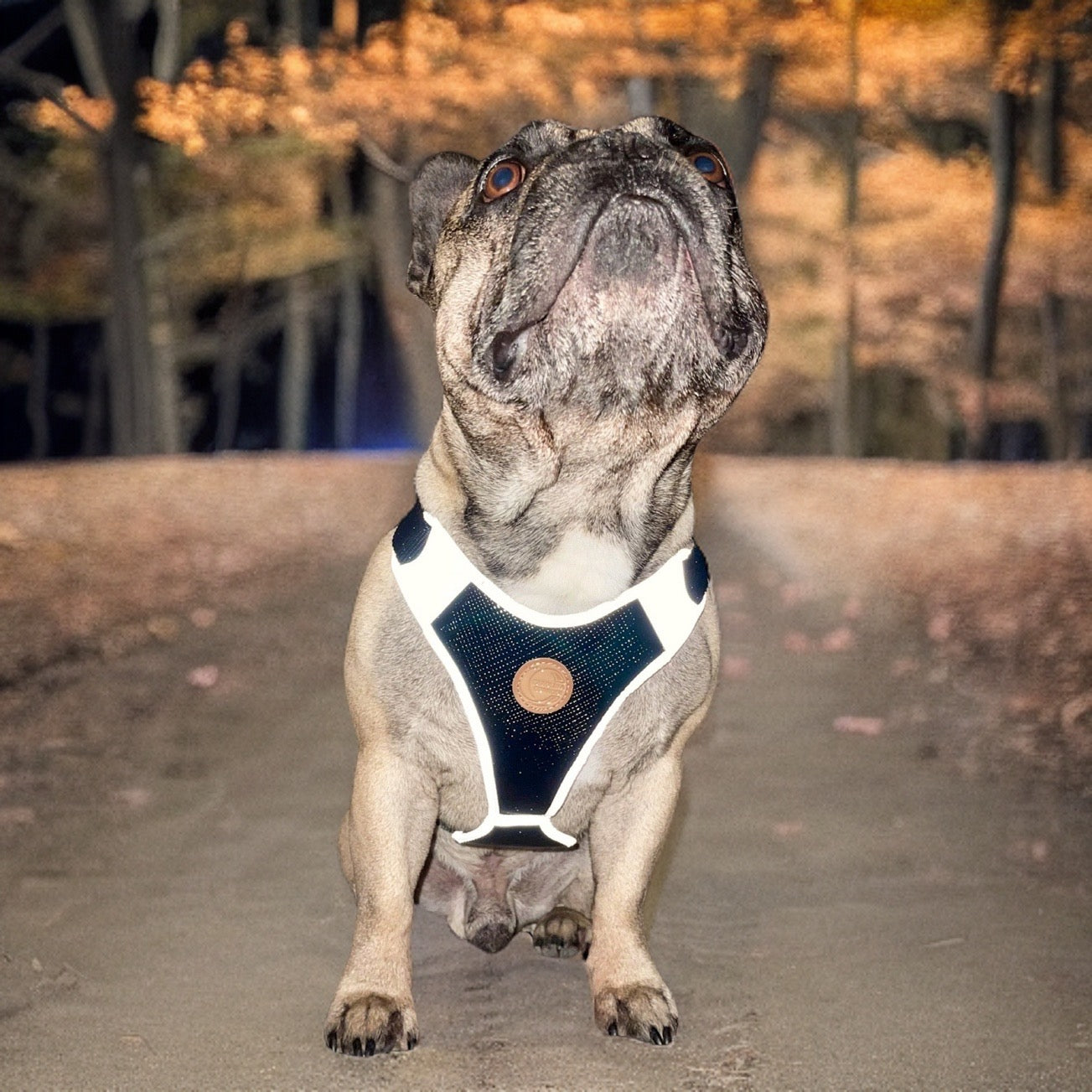 Hundegeschirr reflektierend French Bulldog