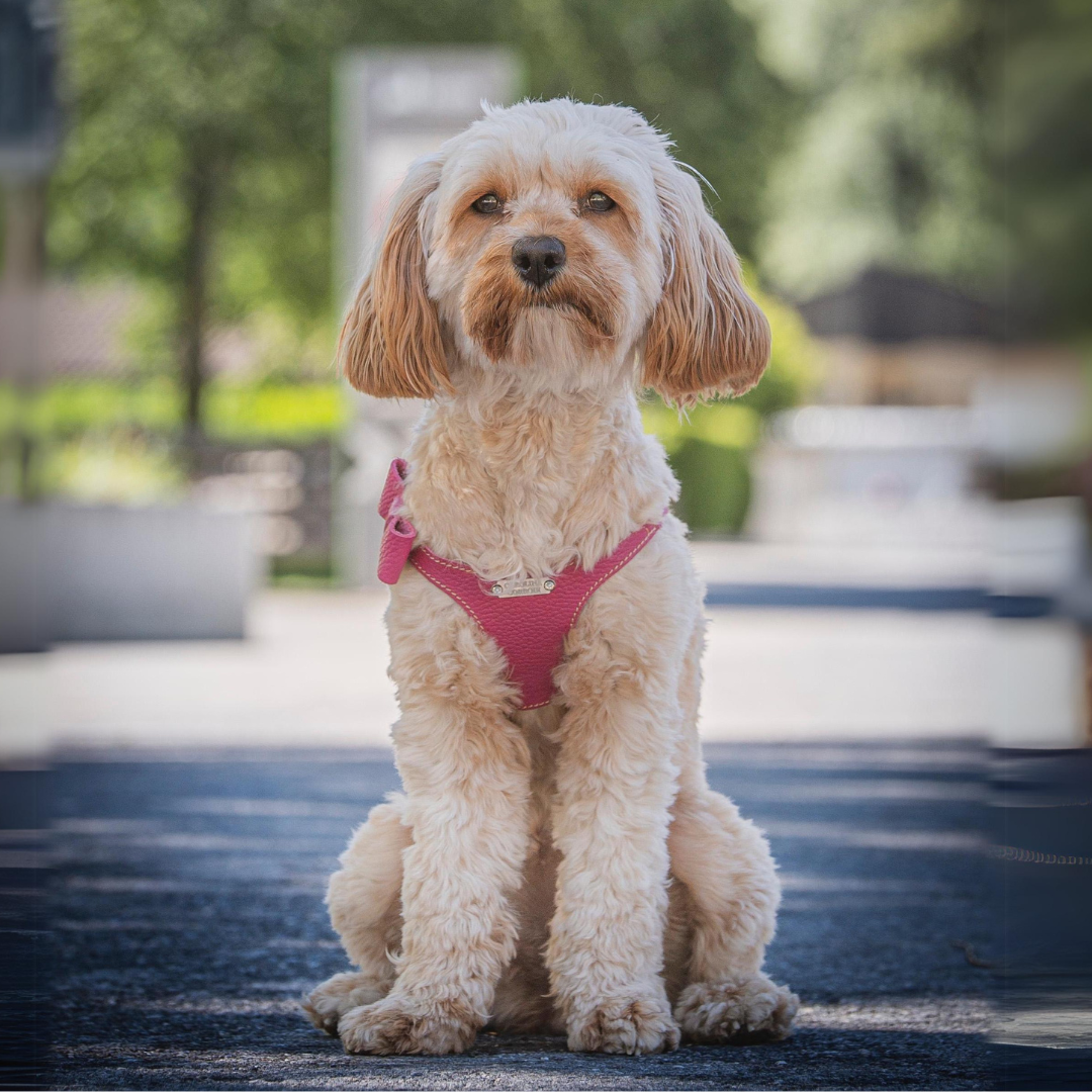 cobberdog trägt rosa hundegstältli