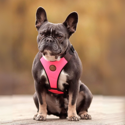 Französische Bulldogge neon pinkes Hundegeschirr