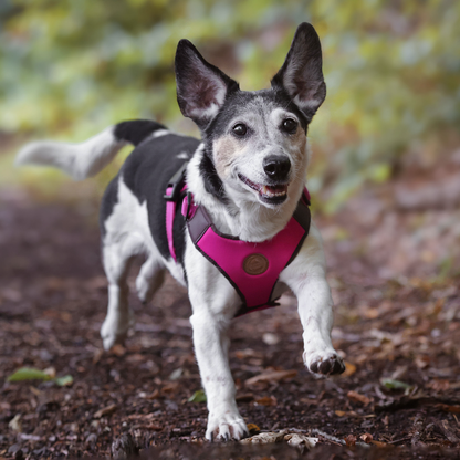 mischlinghund trägt rosa hundegeschirr