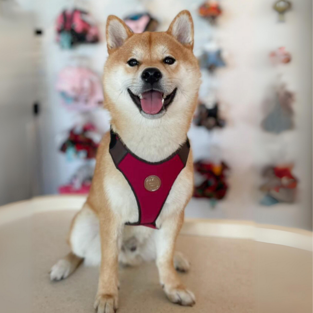 hundegeschirr recycled in rot mit shiba inu
