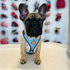 Hundewelpen Geschirr Phoenix