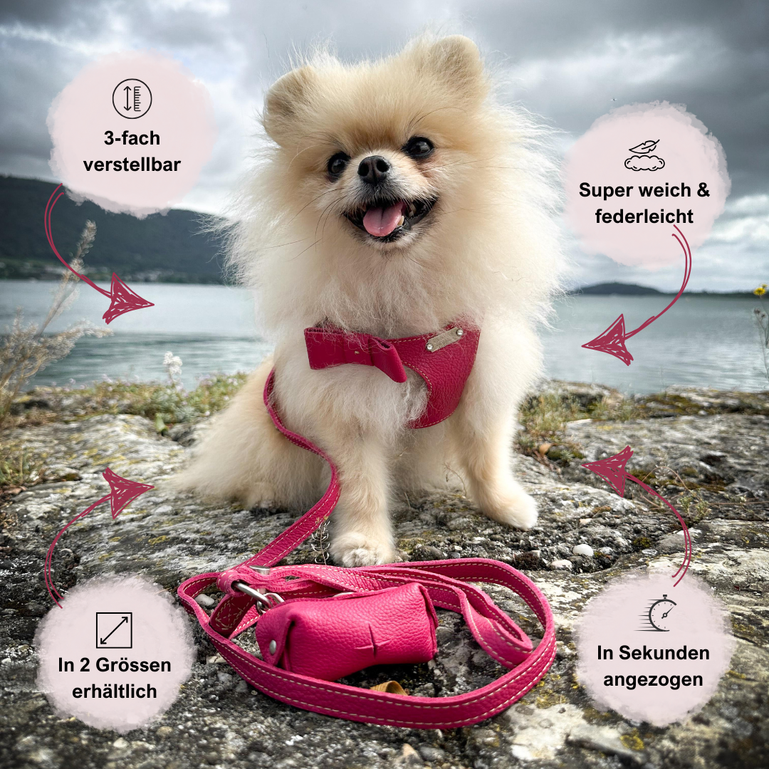 Pomeranian mit Fuchsia Step-In Geschirr mit 4 Vorteilen notiert