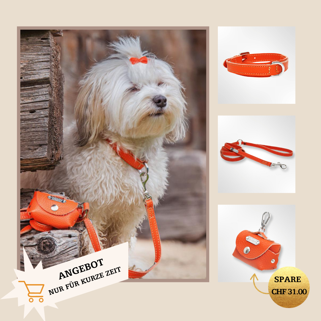 Walking bundle (dog collar &amp; leather leash &amp; FREE poop bag dispenser)